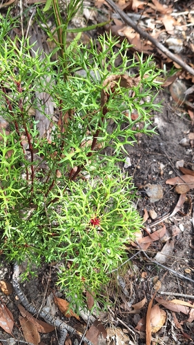 Horny Cone-bush (Isopogon ceratophyllus)
