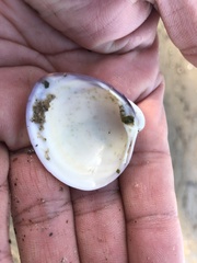 Mactra quadrangularis