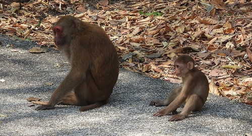 Stump-tailed Macaque