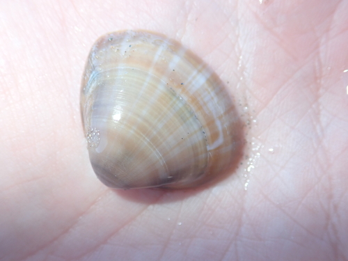 Mactra stultorum