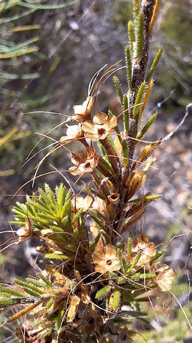 Fringe Myrtle (Calytrix tetragona)