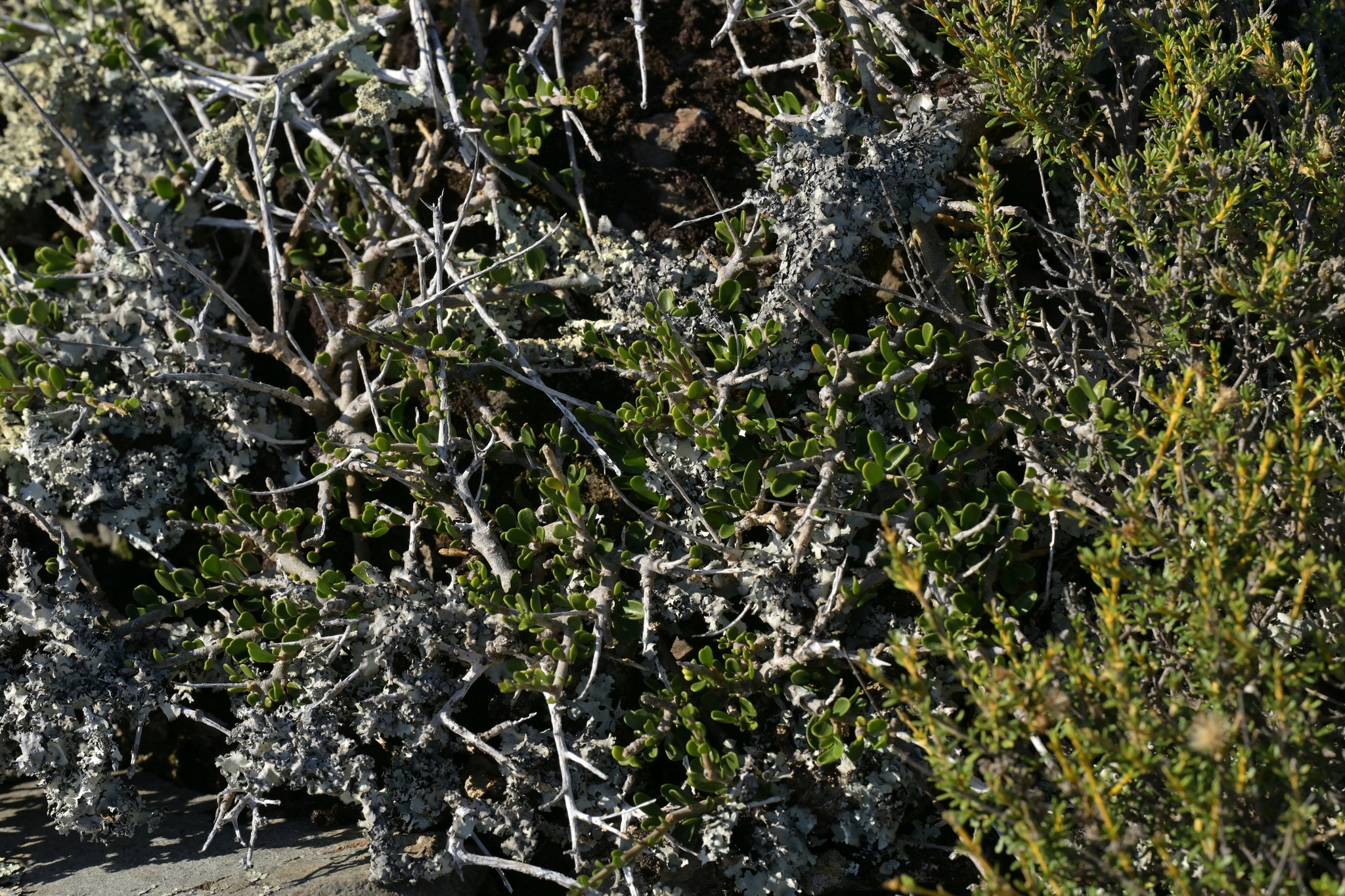Thick Leaved Porcupine Plant (Melicytus crassifolius)