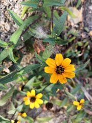 Zinnia maritima
