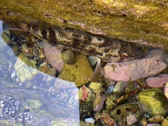 Paralabrax nebulifer