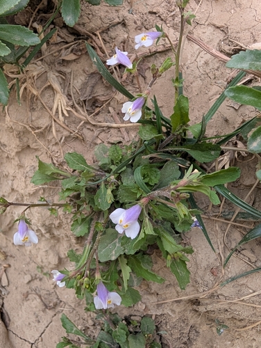 Asian mazus