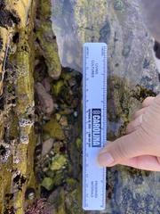 Paralabrax nebulifer