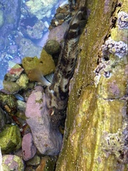 Paralabrax nebulifer