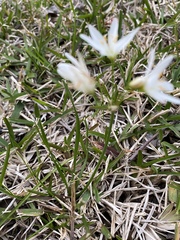 Nothoscordum bivalve