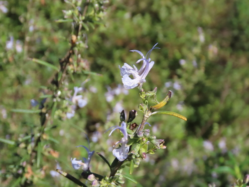 Avistamiento Salvia rosmarinus