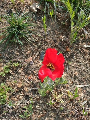 Asian Corn Poppy (Roemeria refracta)