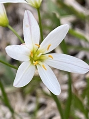 Nothoscordum bivalve
