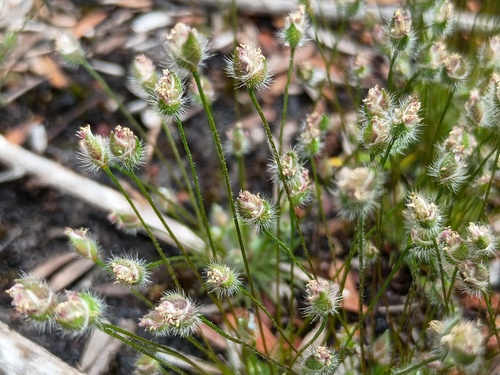 hairy centrolepis (Centrolepis strigosa)