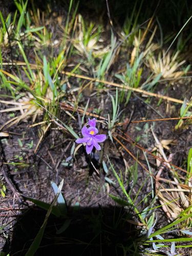 Bearded Grasspink (Calopogon barbatus)