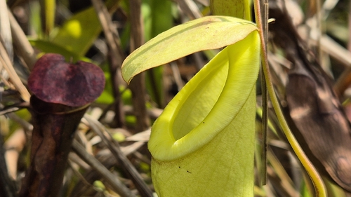 Common Swamp Pitcher-Plant