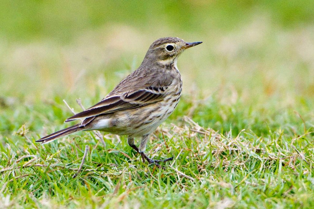 American Pipit (Birds of Fort Bowie NHS) · iNaturalist