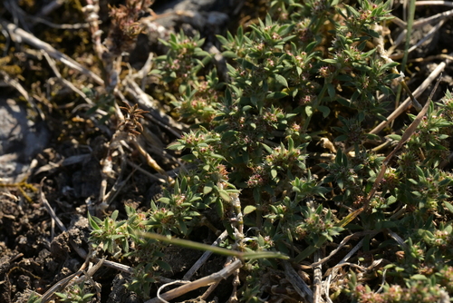 Brazilian Whitlow (Paronychia brasiliana)