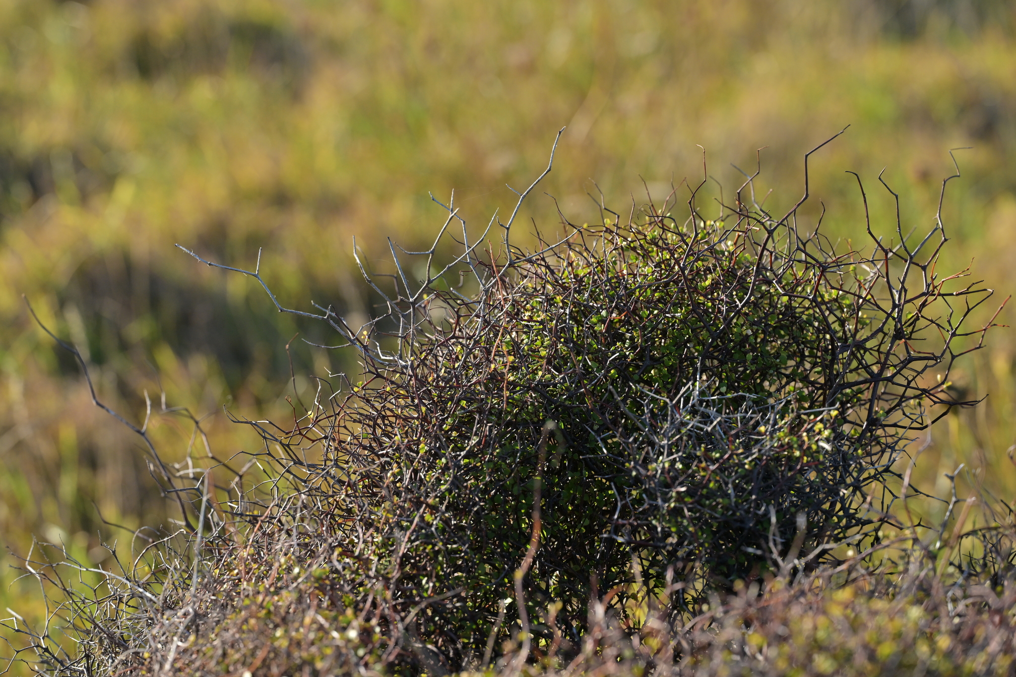 Shrubby Tororaro (Muehlenbeckia astonii)