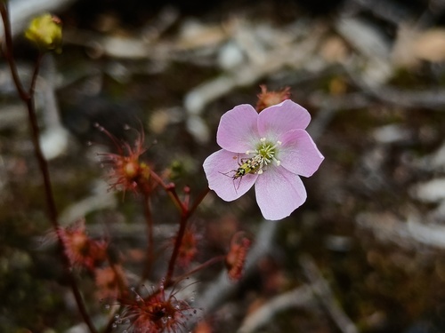 Tall sundew (Drosera auriculata)