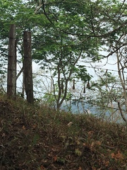 Psarocolius decumanus