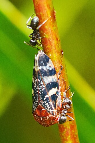 Eurymeloides punctata, 2026-03-03