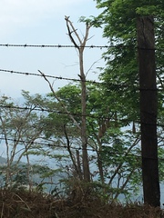 Psarocolius decumanus