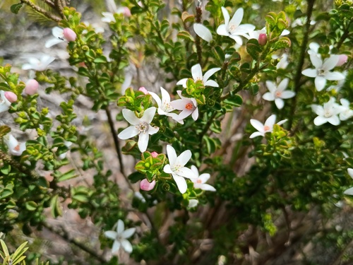fairy wax-flower (Philotheca verrucosa)