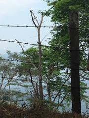 Psarocolius decumanus