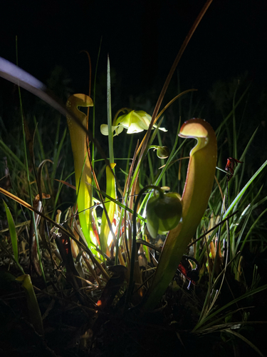hooded pitcher plant (Sarracenia minor)