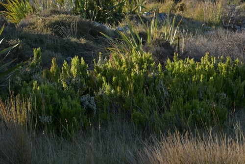 Portuguese Heath (Erica lusitanica)