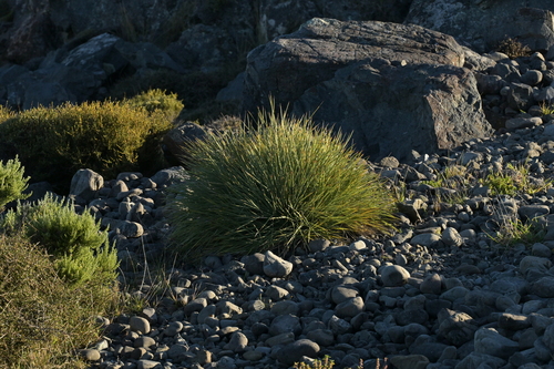 Common Speargrass (Aciphylla squarrosa)