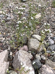 Cryptantha utahensis