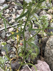 Cryptantha utahensis