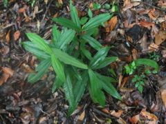 Tibouchina bipenicillata
