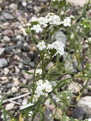 Cryptantha utahensis