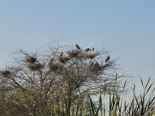 Grey Heron