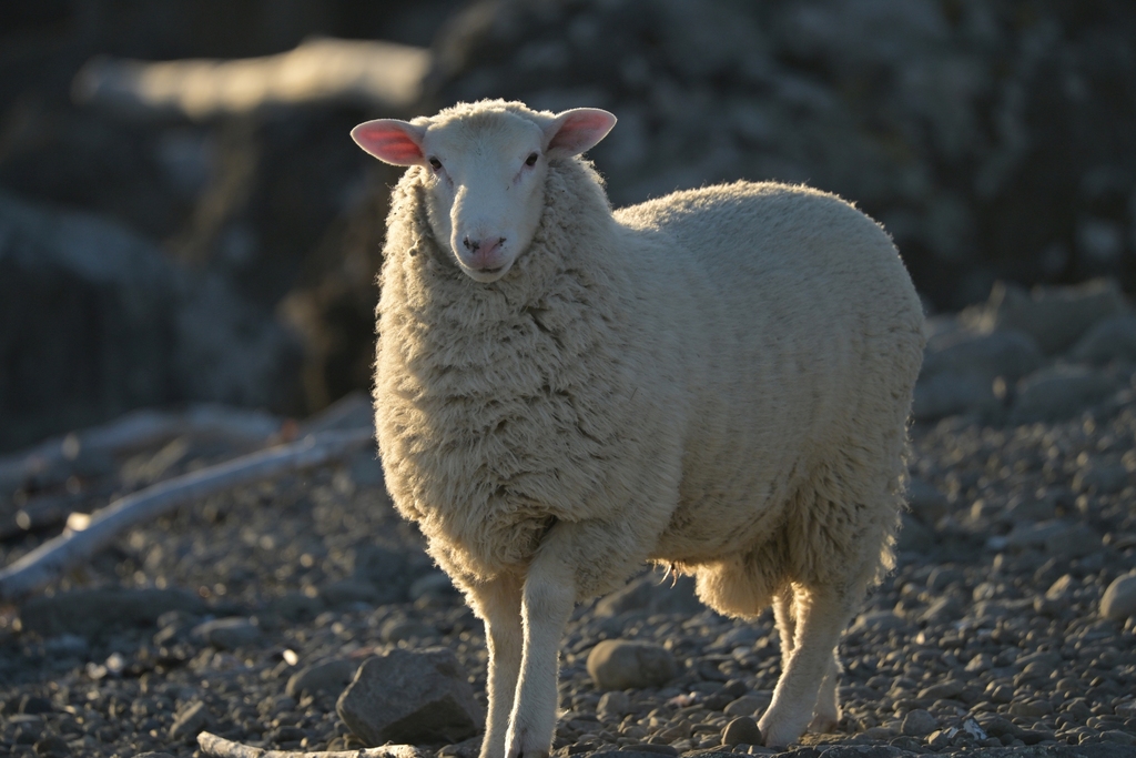 Ovis aries