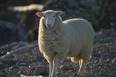 Domestic Sheep photo 1