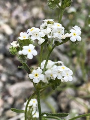 Cryptantha utahensis