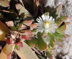 Delosperma guthriei, photograph (c) Nicola van Berkel, some rights reserved (CC BY-SA)
