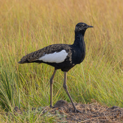 Bengal Florican photo 1