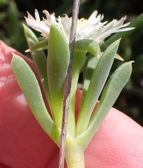 (c) Nicola van Berkel, some rights reserved (CC BY-SA) Delosperma guthriei, photograph (c) Nicola van Berkel, some rights reserved (CC BY-SA)
