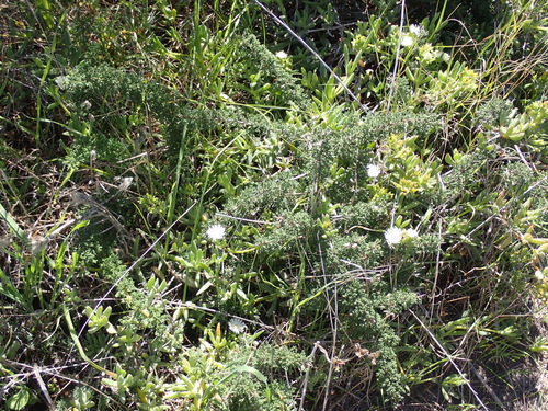 Delosperma guthriei, photograph 2