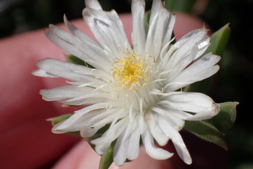 Delosperma guthriei, photograph 3