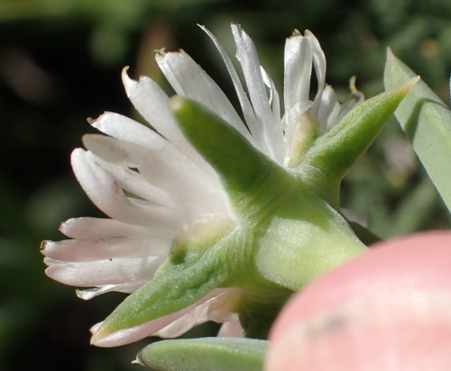 Delosperma guthriei, photograph 4