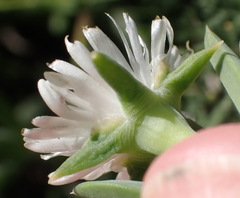 (c) Nicola van Berkel, some rights reserved (CC BY-SA) Delosperma guthriei, photograph (c) Nicola van Berkel, some rights reserved (CC BY-SA)