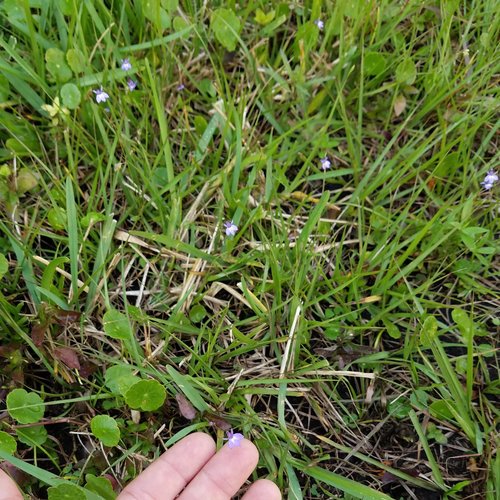 Lobelia feayana image