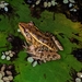 Forrer's Grass Frog - Photo no rights reserved, uploaded by Ben Keen