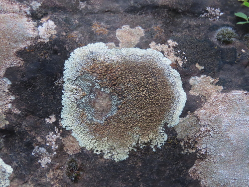 Stonewall Rim Lichen