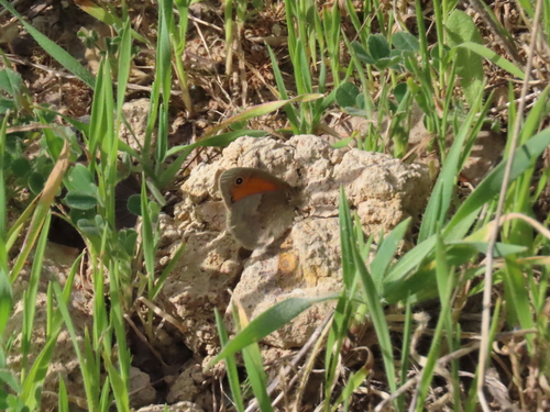 Small Heath