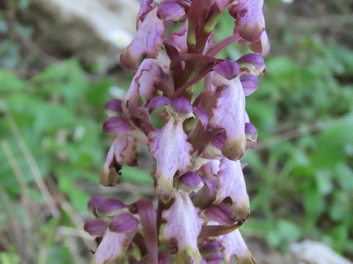 giant orchid